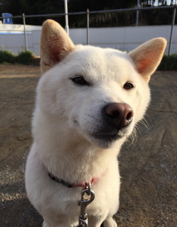 小町1.jpg